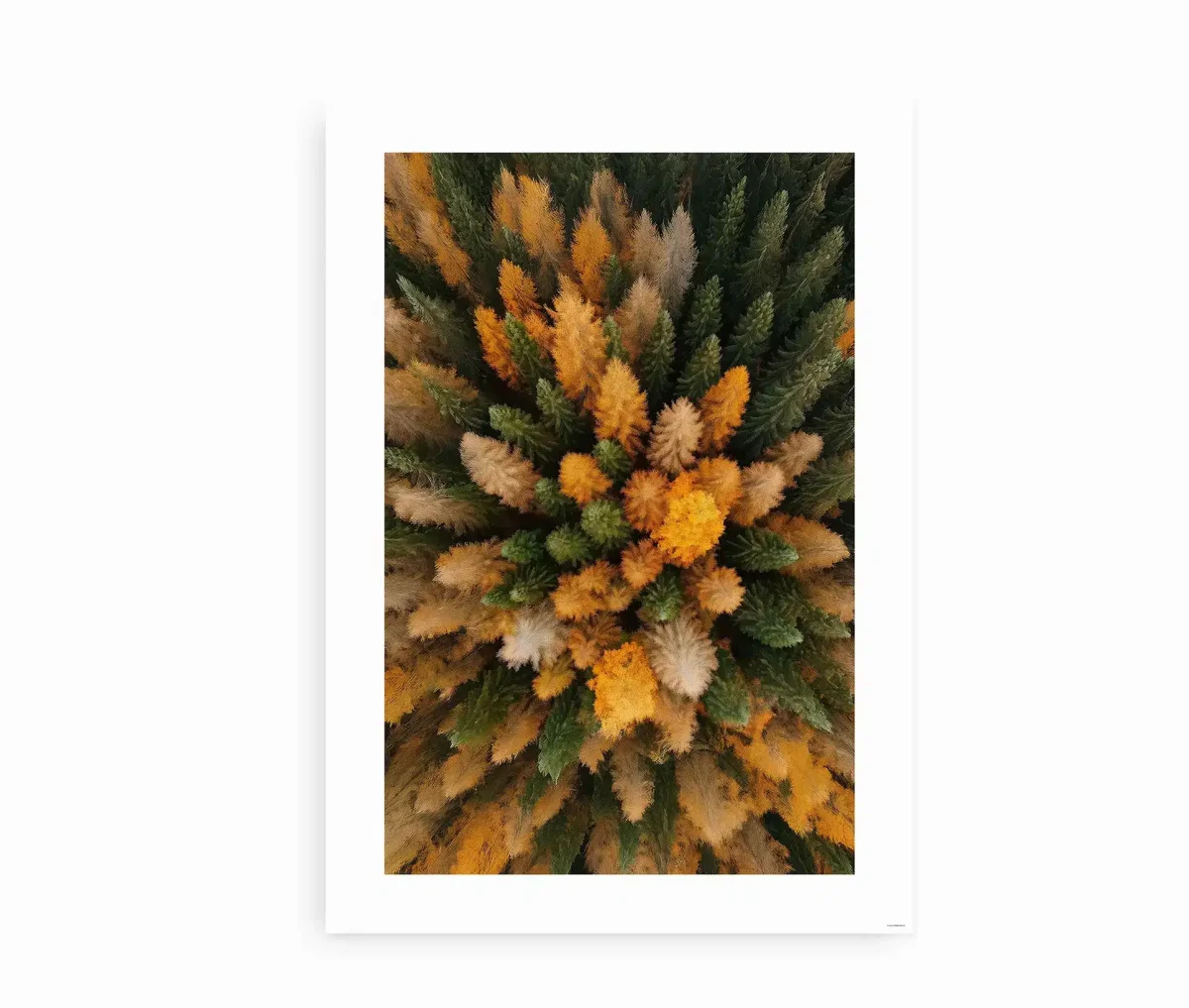 Forest View - Billede 2