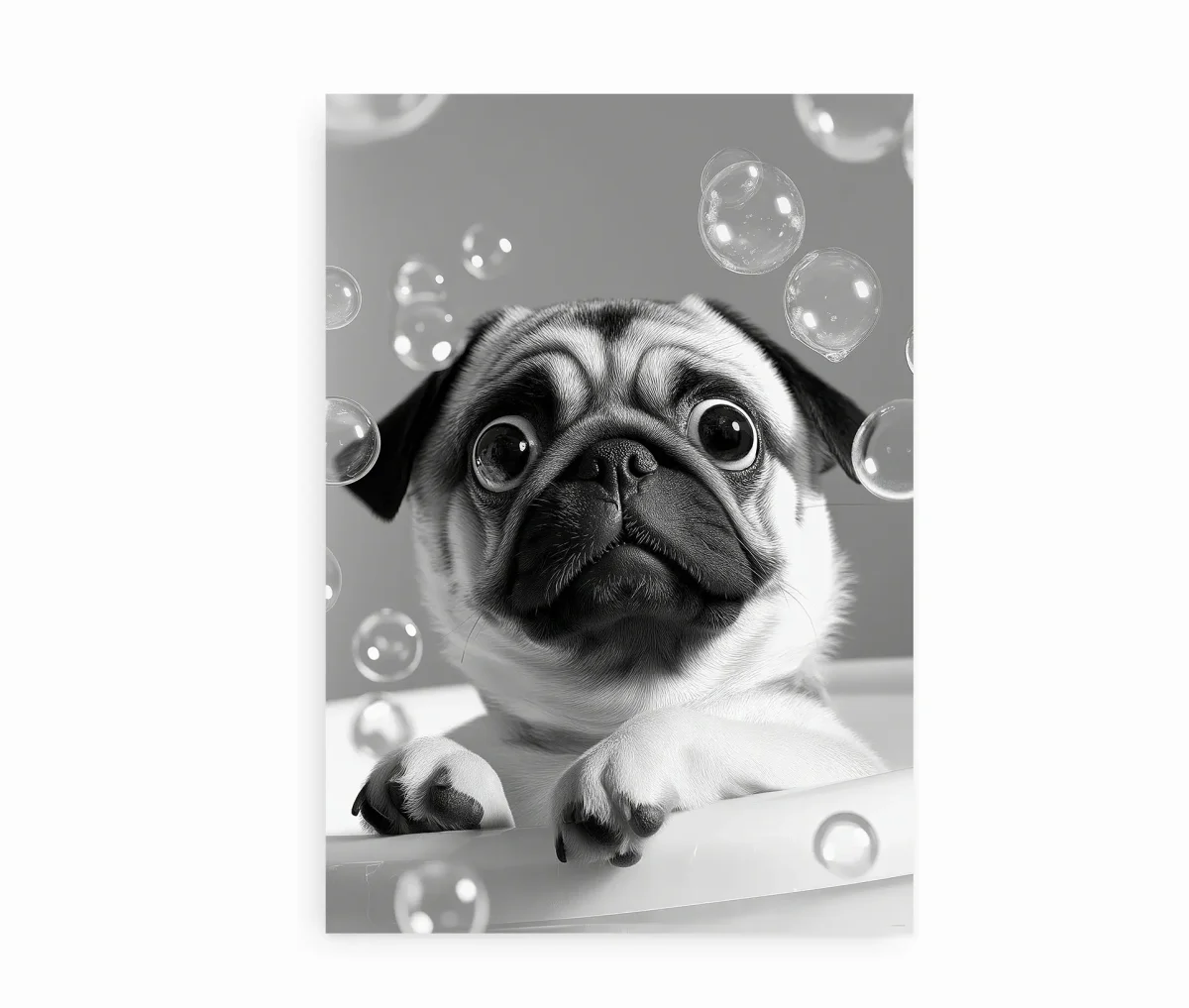 Mops i bad - Billede 2