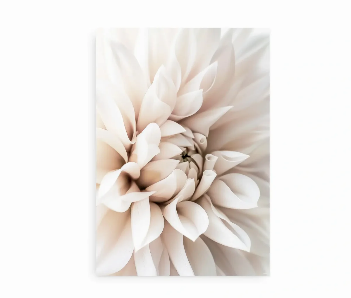 White Dahlia Dream – Plakat med blomst - Billede 2